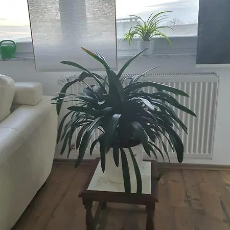 Katja *